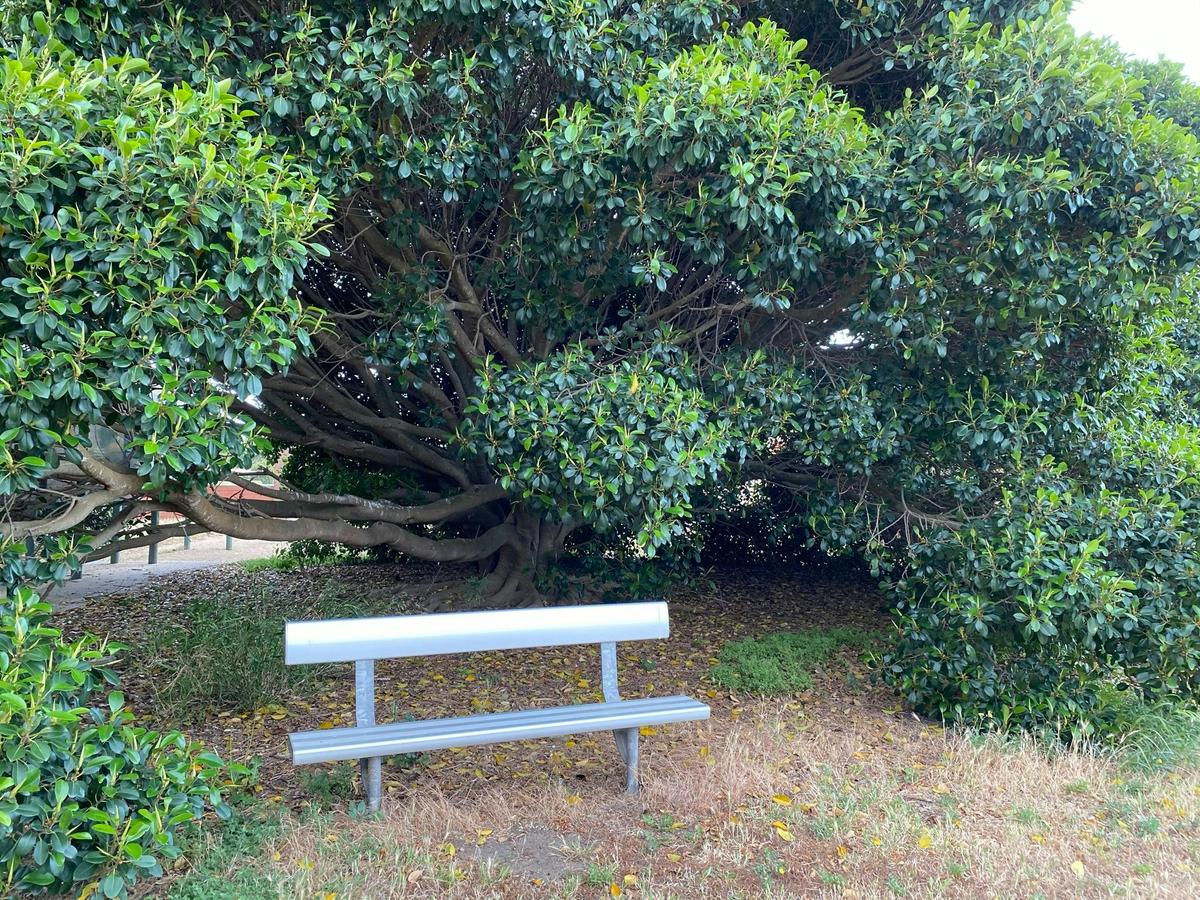Bench Under Morton Bay Fig Tree