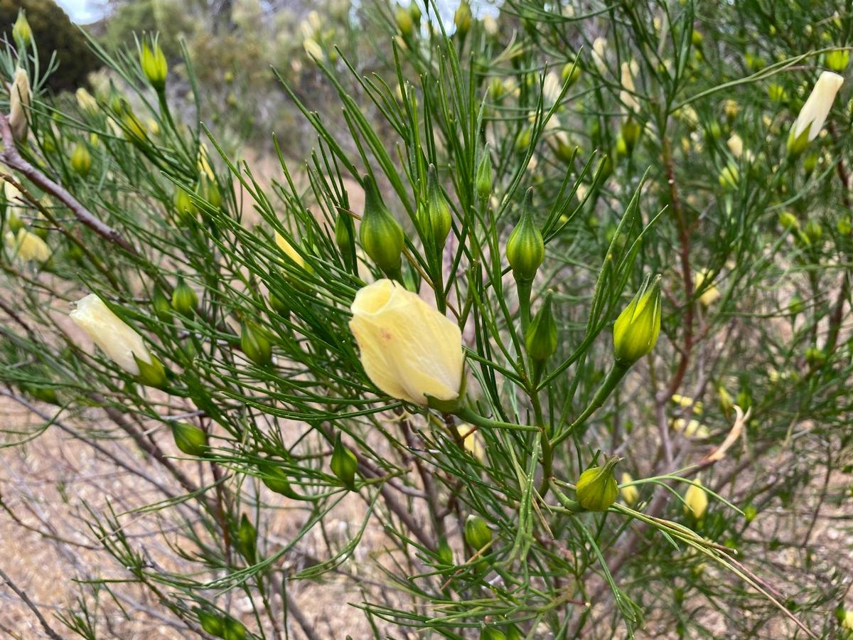 Yellow Native Flowers in Bloom