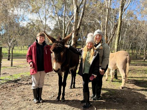 Donkey Discovery