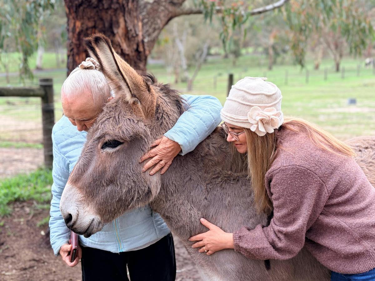 Donkey Discovery