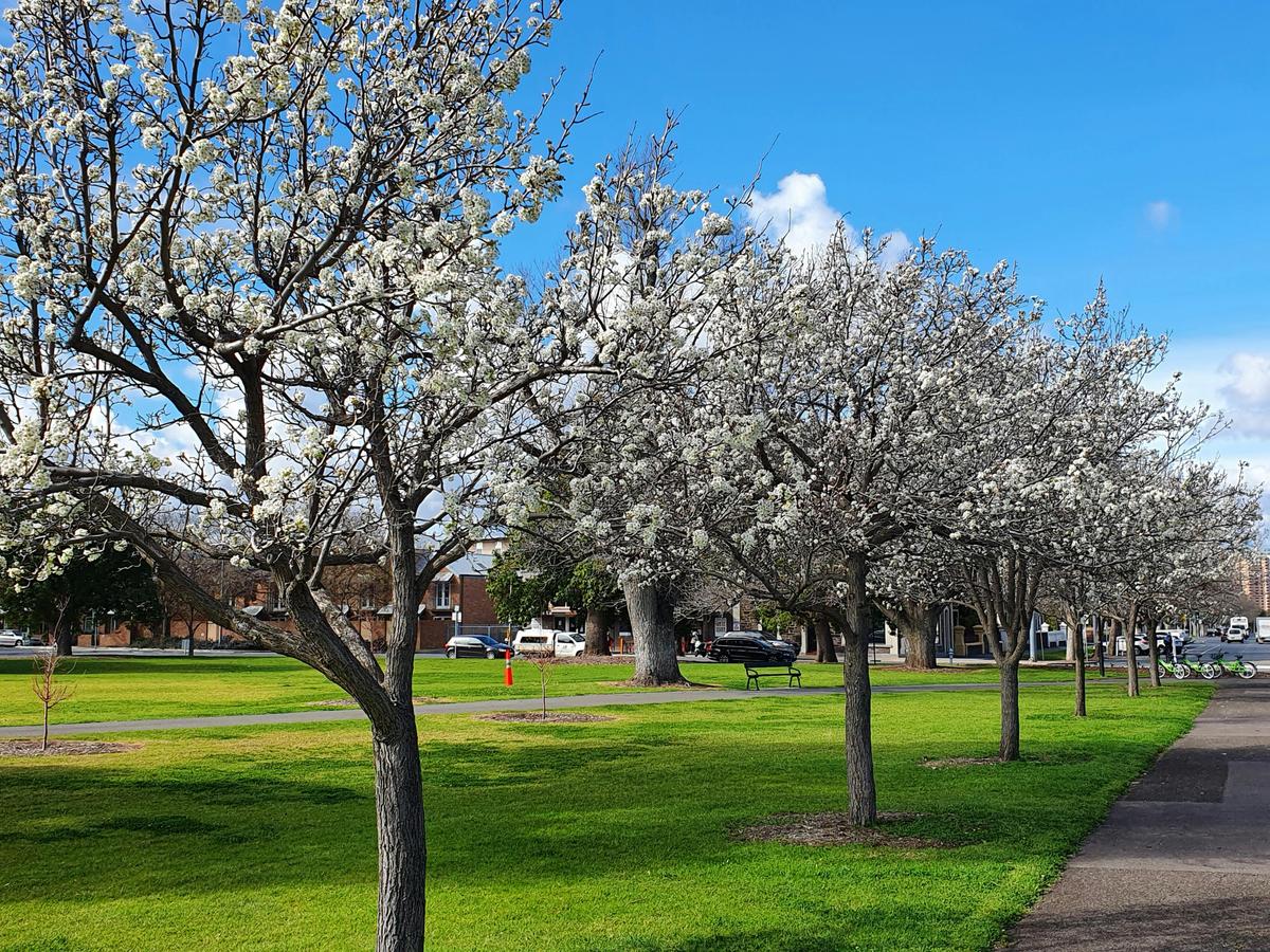 North Adelaide: Hills, Squares and Parklands Tour