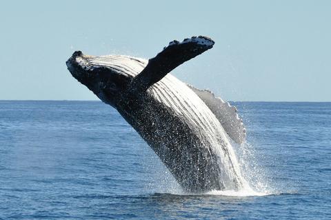 Whale Watching at the Great Australian Bight