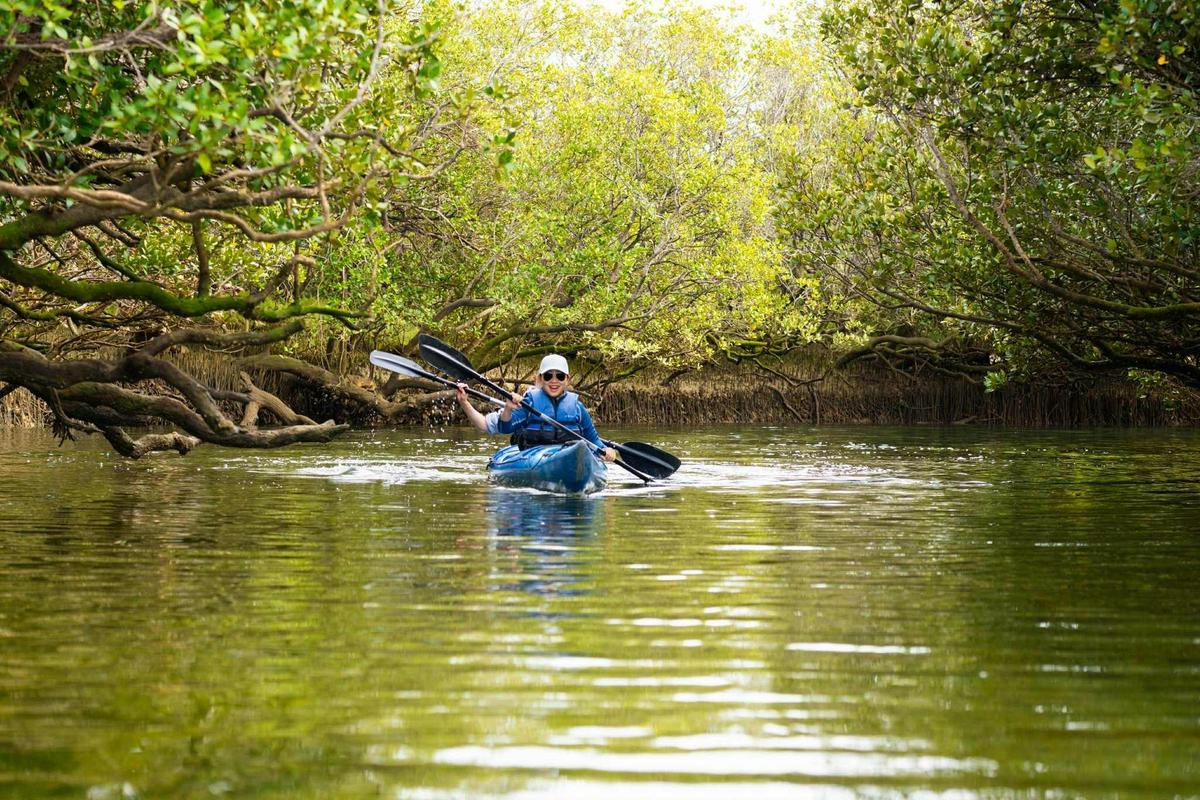 Mangrove creeks