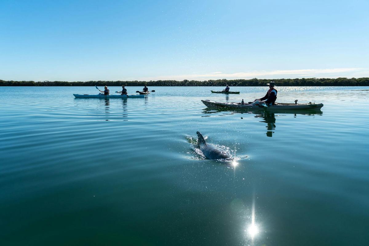Dolphin Sanctuary Eco Tour