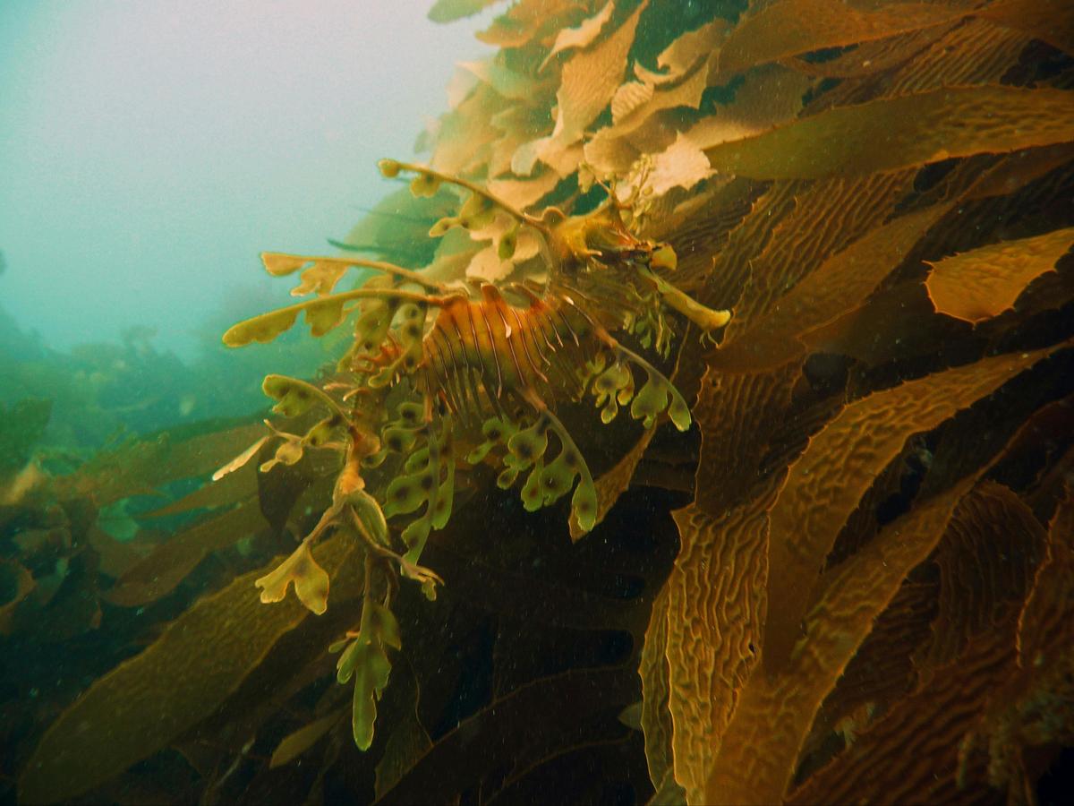 Leafy Sea Dragon Tour