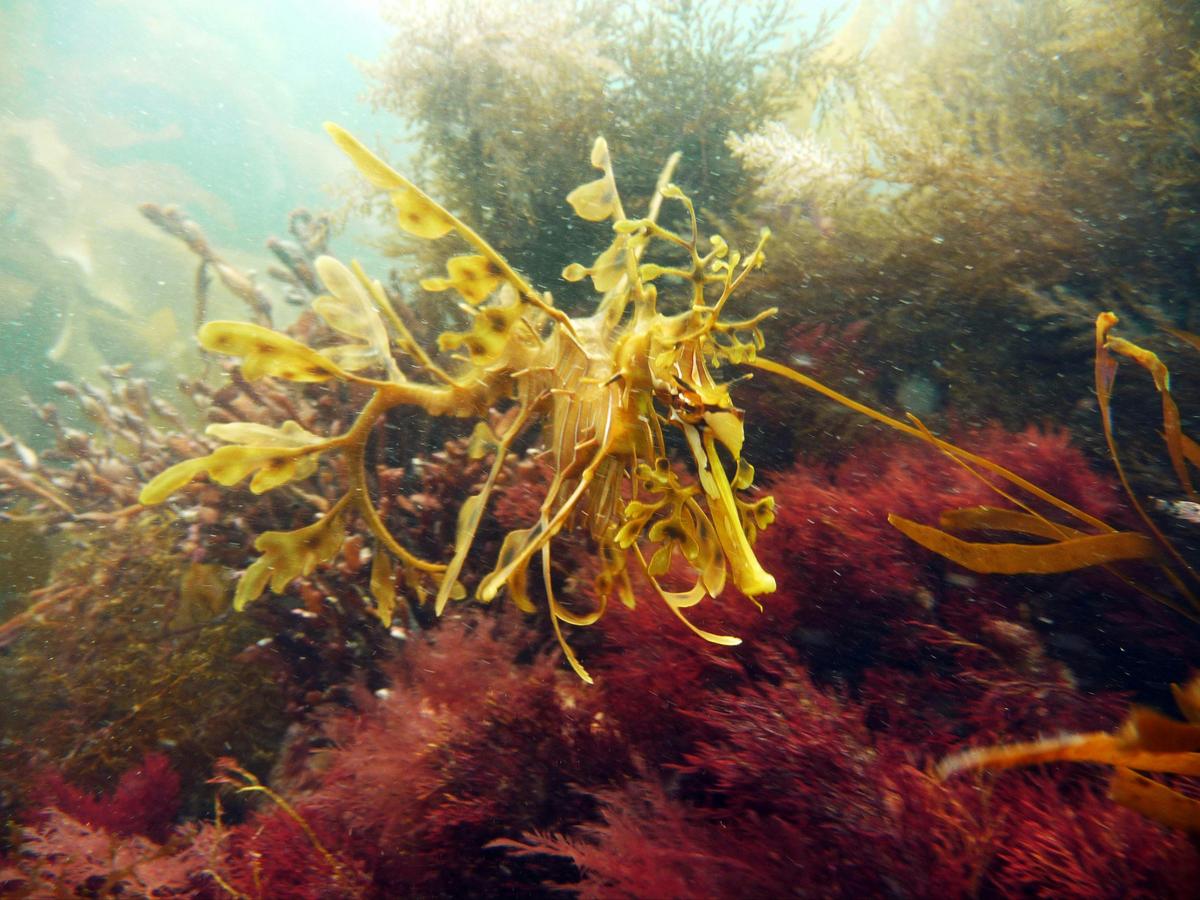 Leafy Sea Dragon