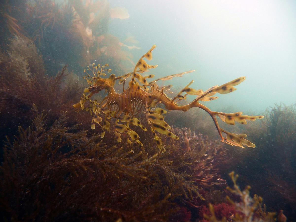 Leafy Sea Dragon