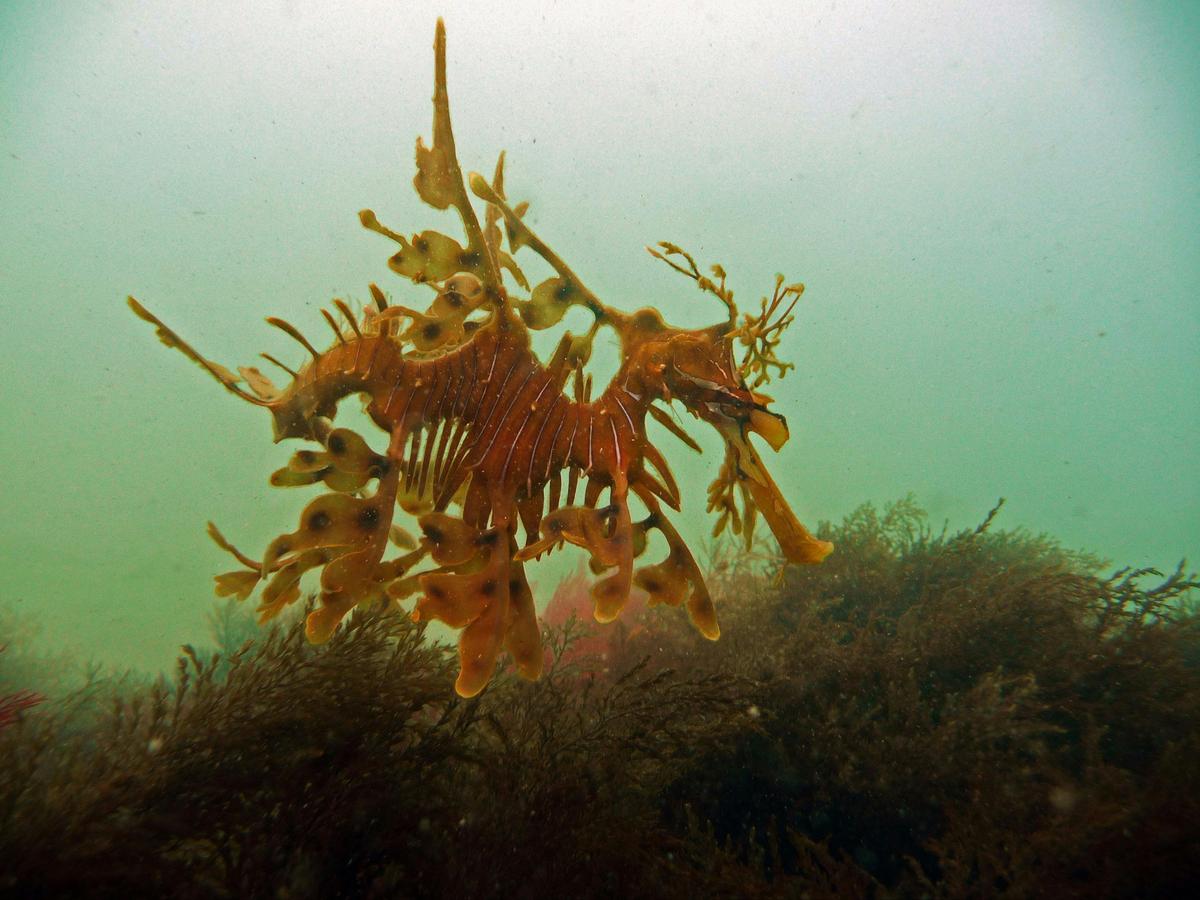 Leafy Sea Dragon