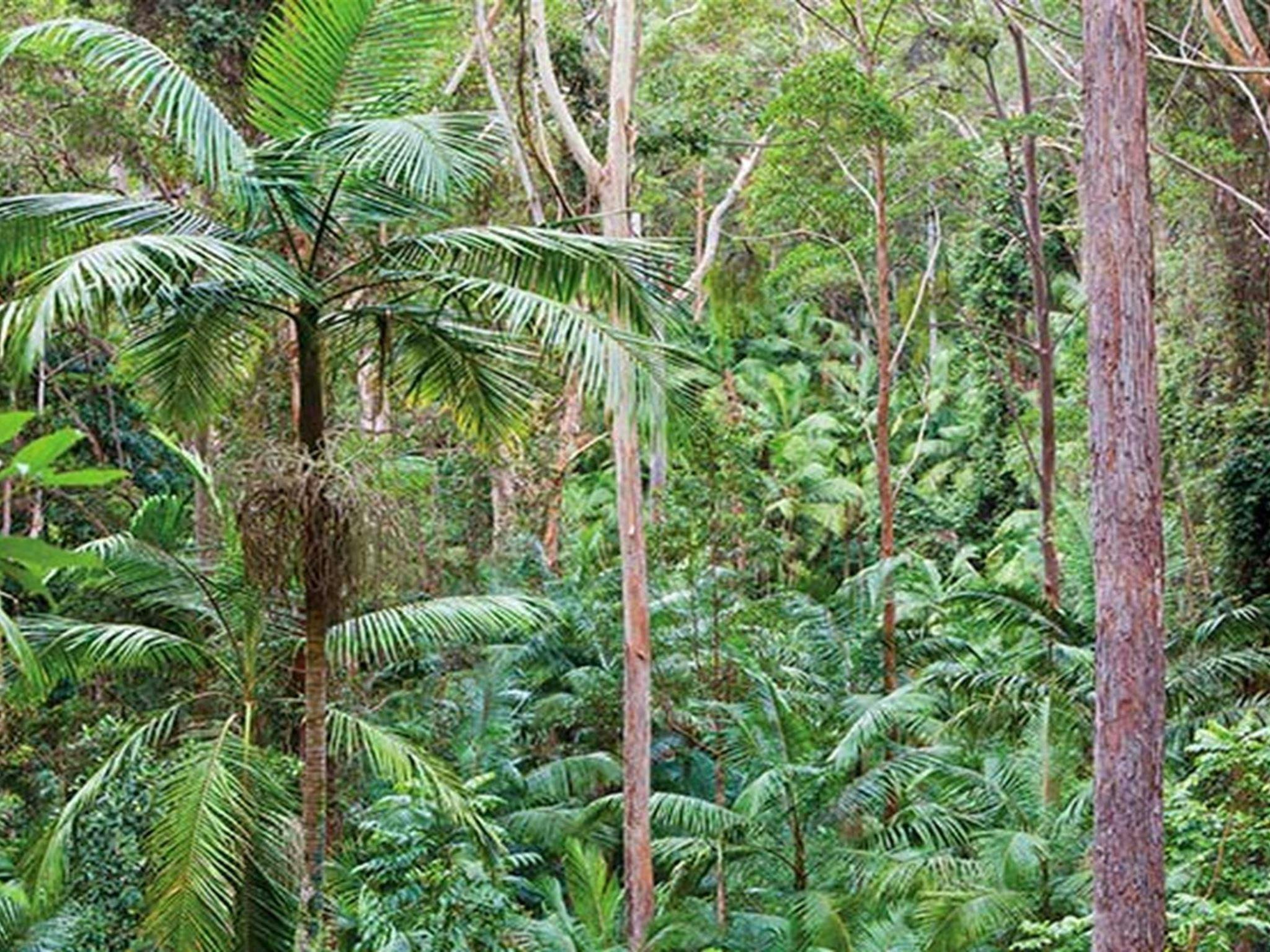 Palm-lined rainforest, Ulidarra National Park. Photo: Robert Cleary &copy; DPIE