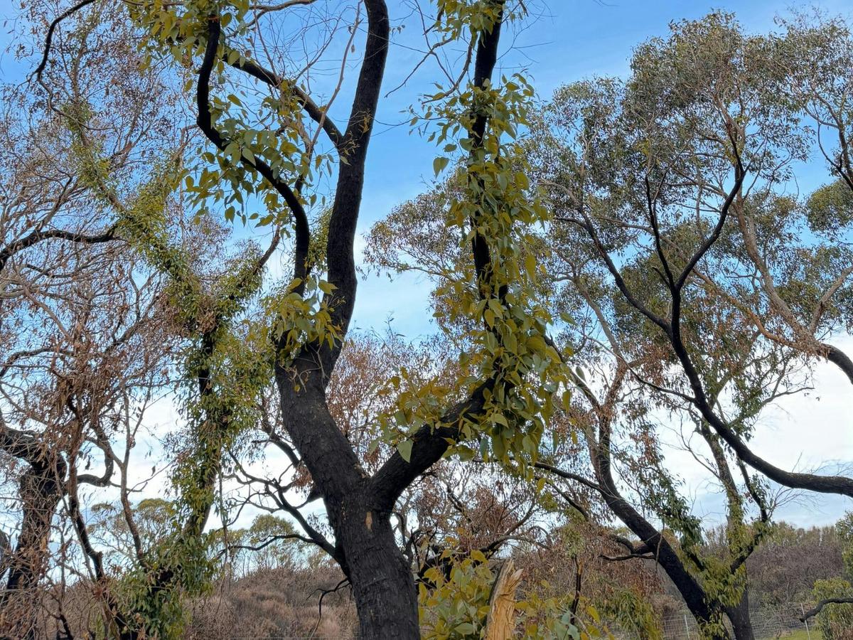 Kindred: Women’s guided day hike of Deep Creek Circuit, Fleurieu Peninsula.