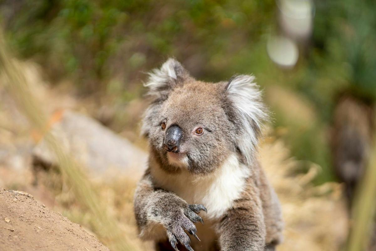 Rock Climb & Abseil Morialta