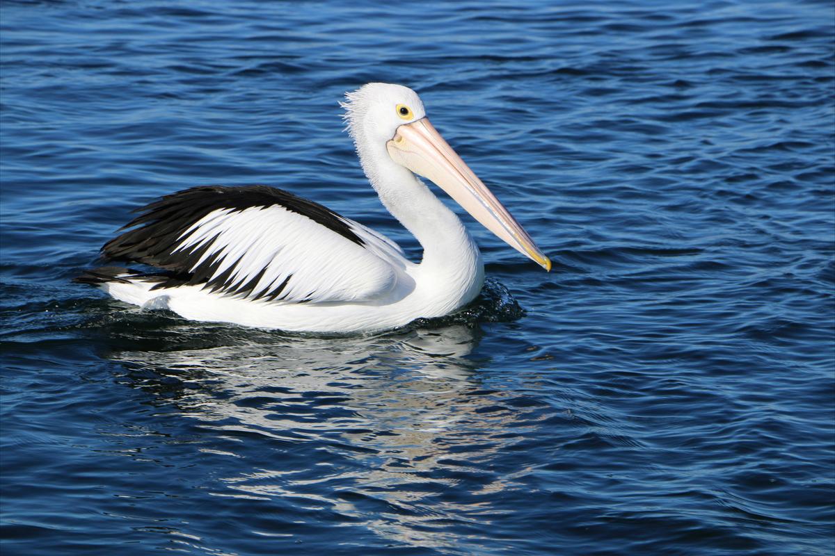 pelican