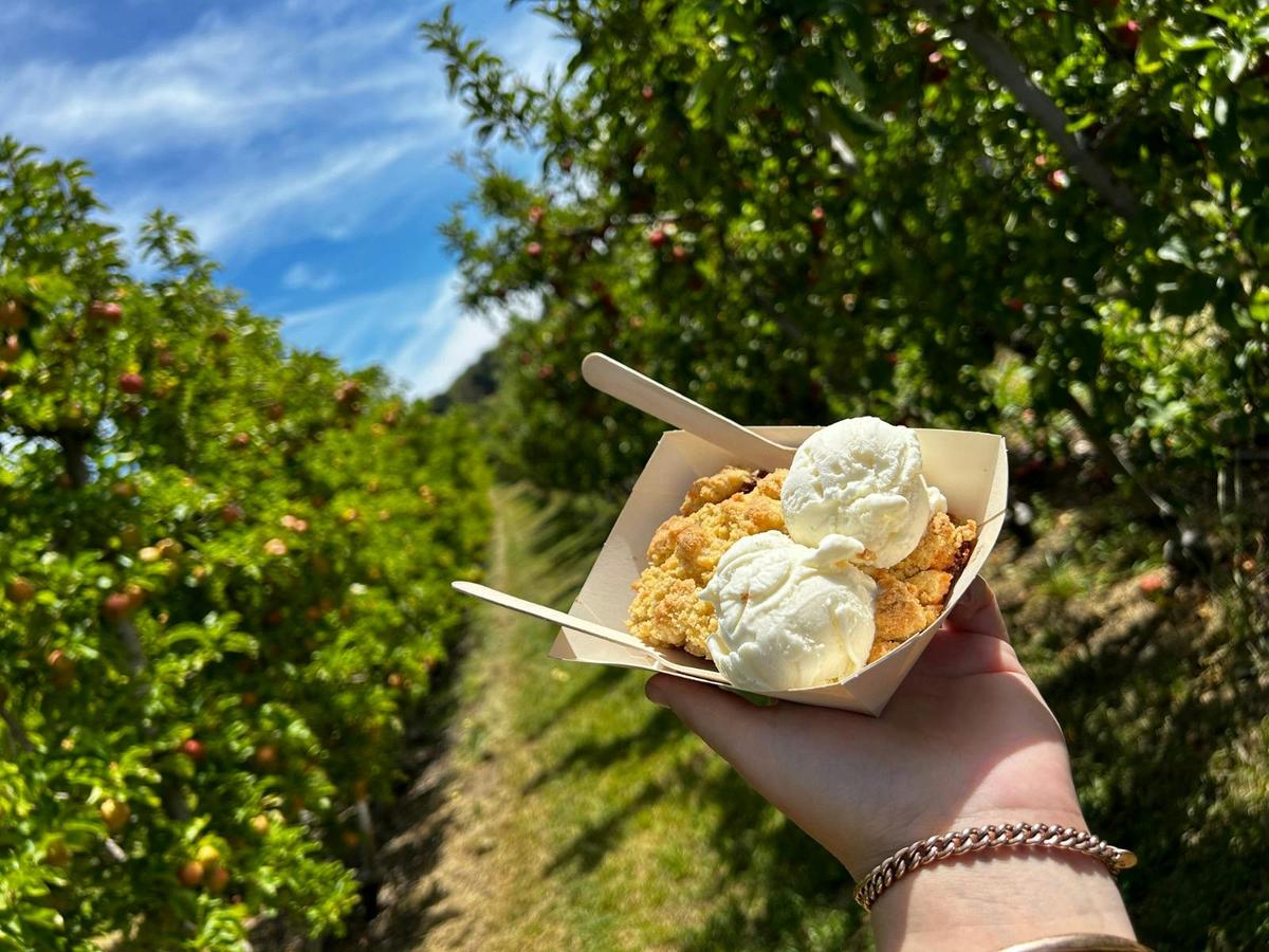 Apple Picking At Lenswood