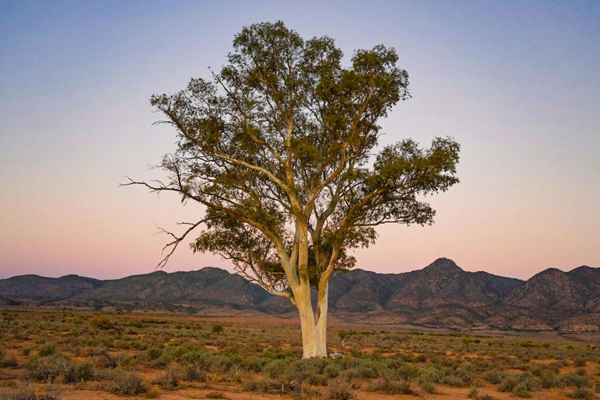 Red Gum at Sunset Edeowie Station