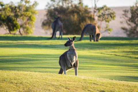 Golf and Wine Tour
