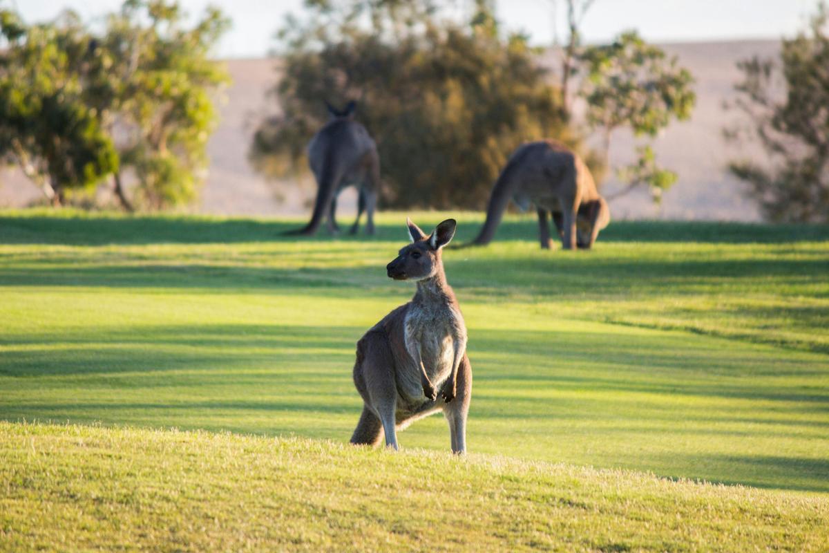 Golf and Wine Tour
