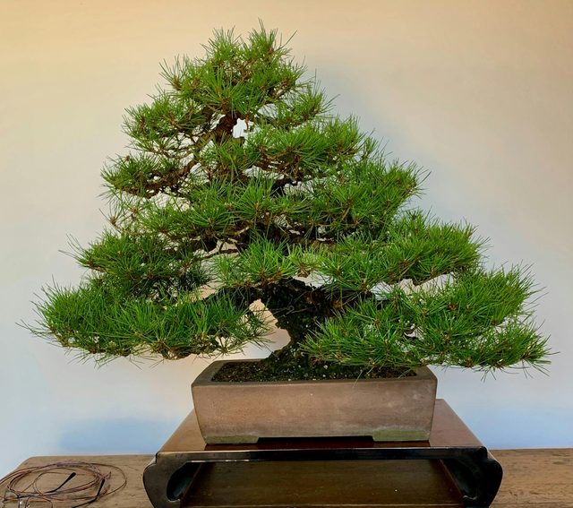 The Australian Bonsai Gallery - Dorrigo