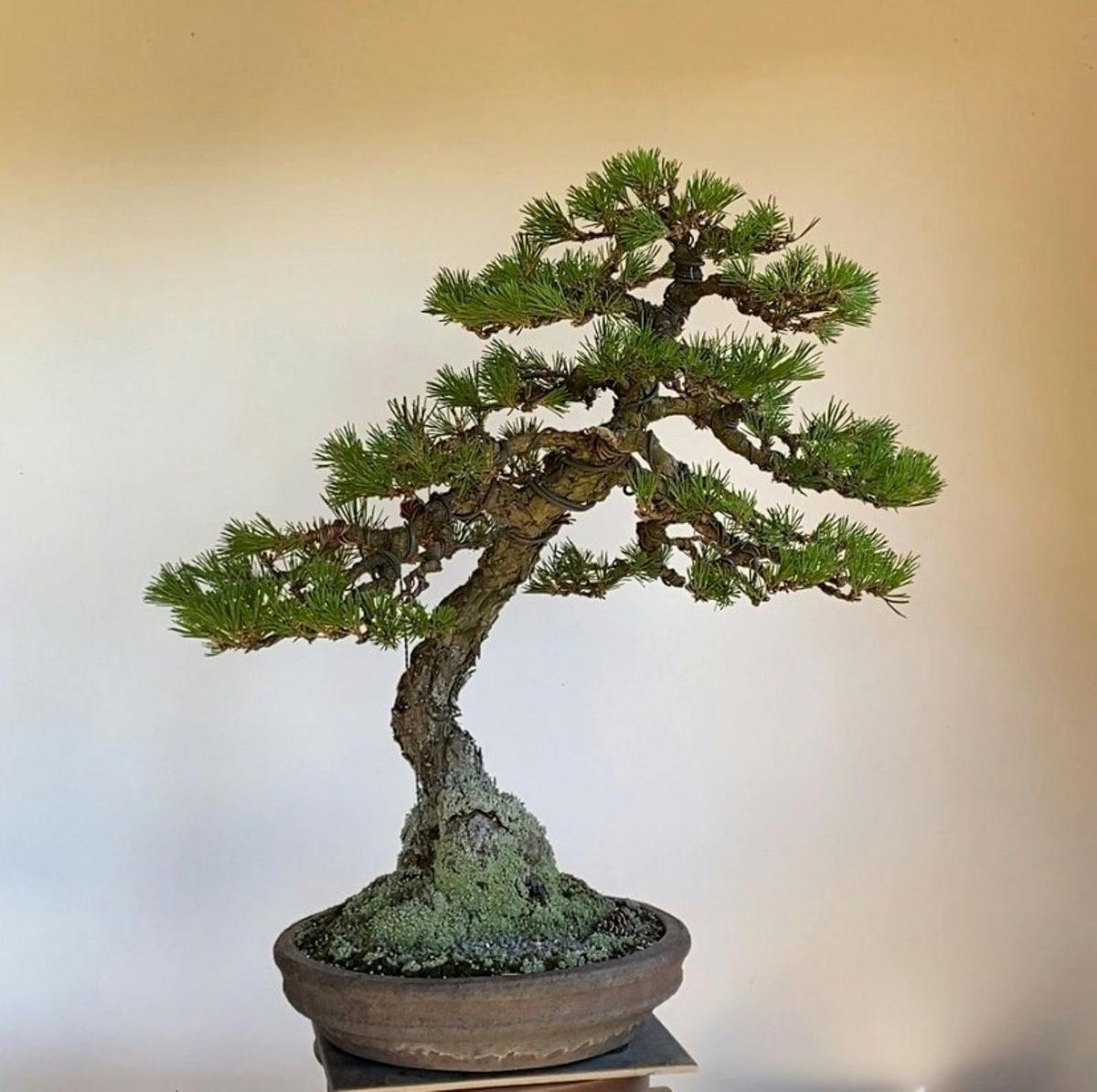 Mikawa Black Pine