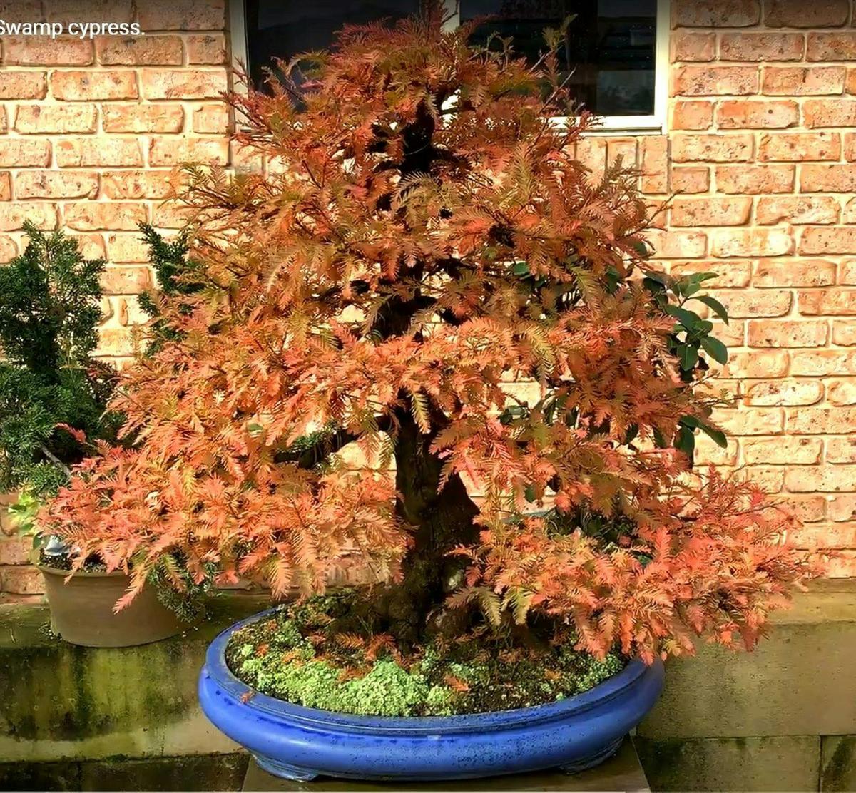 Swamp Cypress