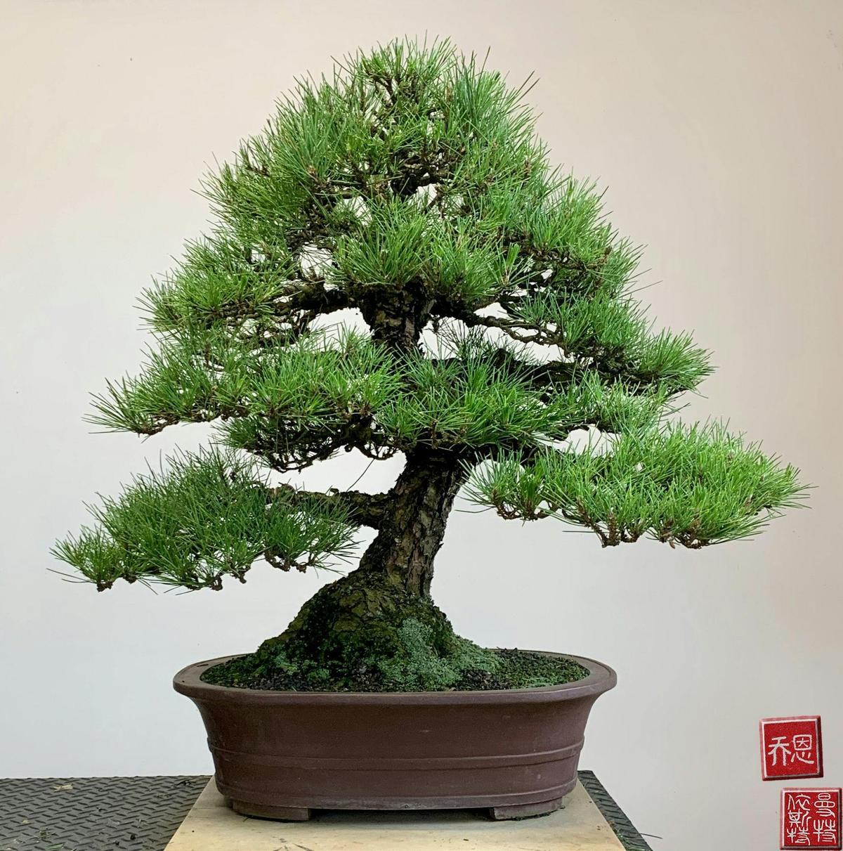 Australian Bonsai Gallery
