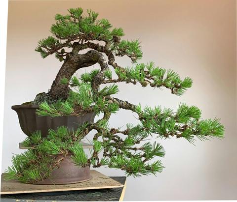 The Australian Bonsai Gallery