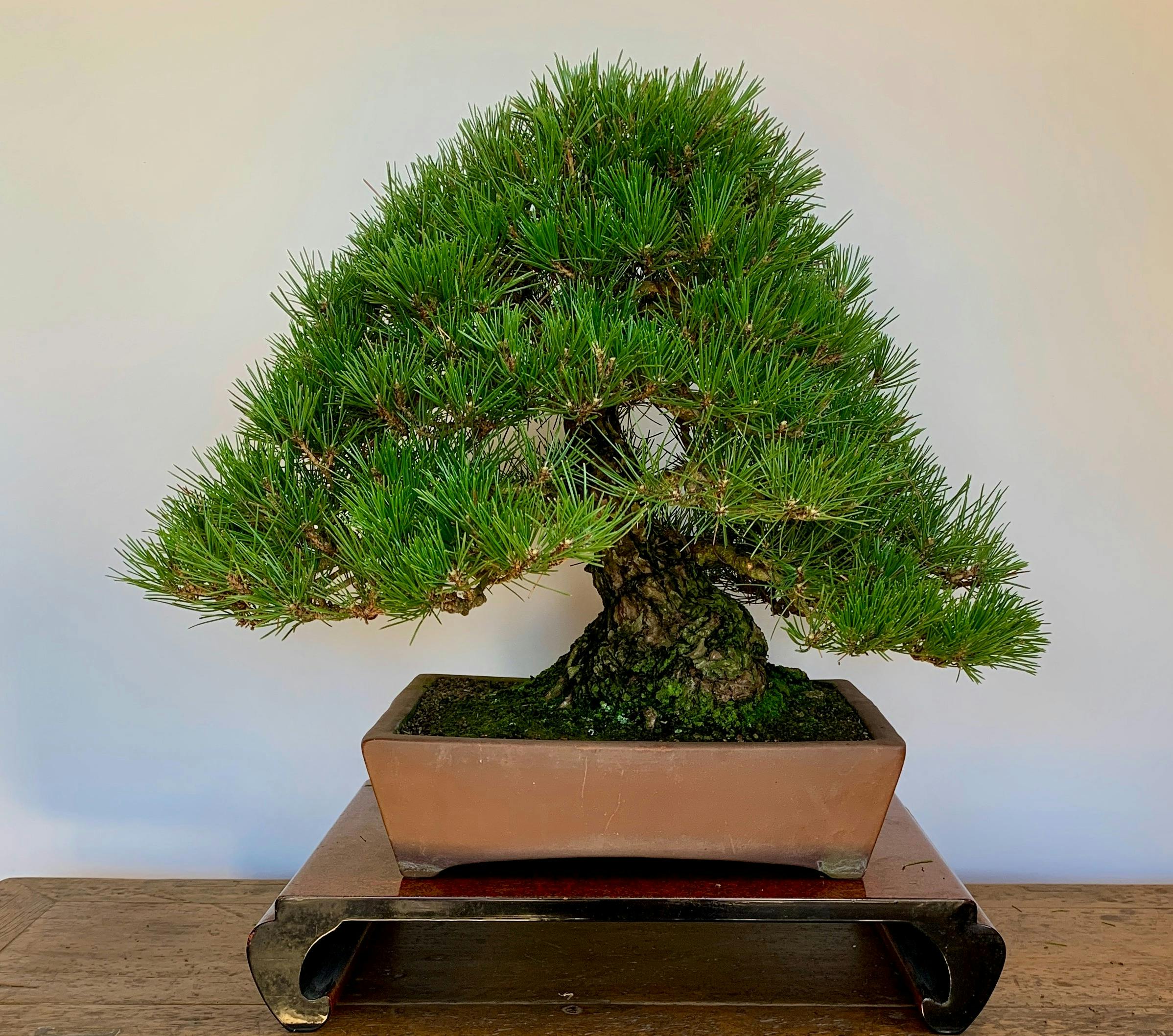 Japanese Black Pine