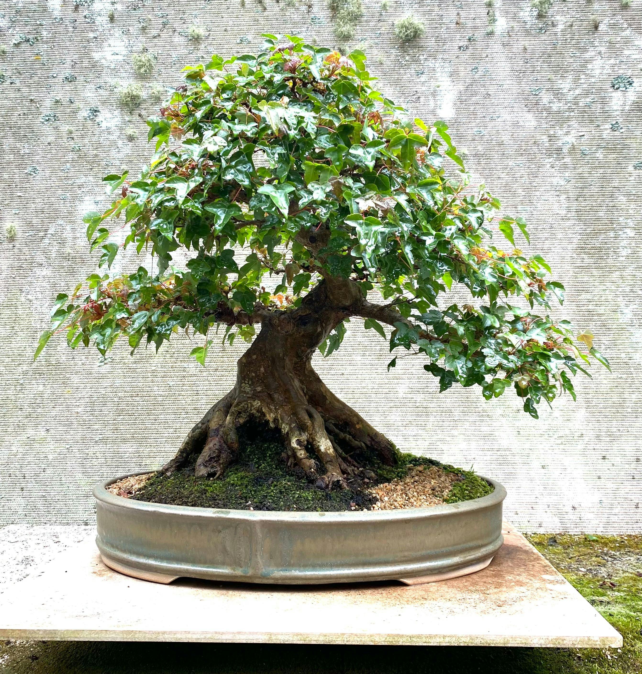 Japanese Trident maple