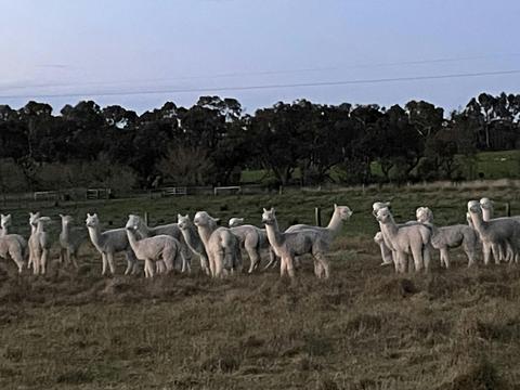 Fleur de Lys Alpacas and Olive Oil