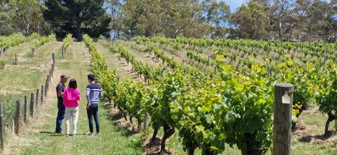 Vineyard Tour and Tasting with the Winemaker