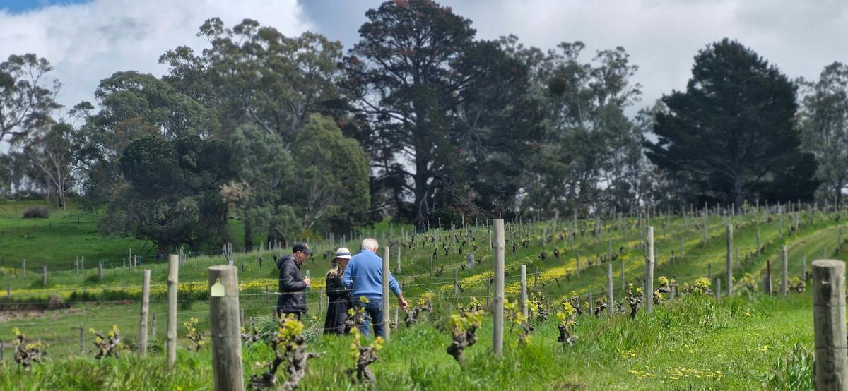 Vineyard Tour and Tasting with the Winemaker