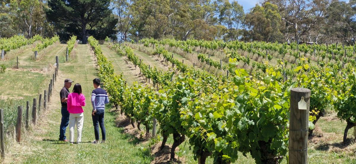 Flaxman - tasting and tour with Colin