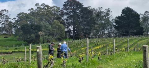 Flaxman Wines Vineyard Tour and Tasting