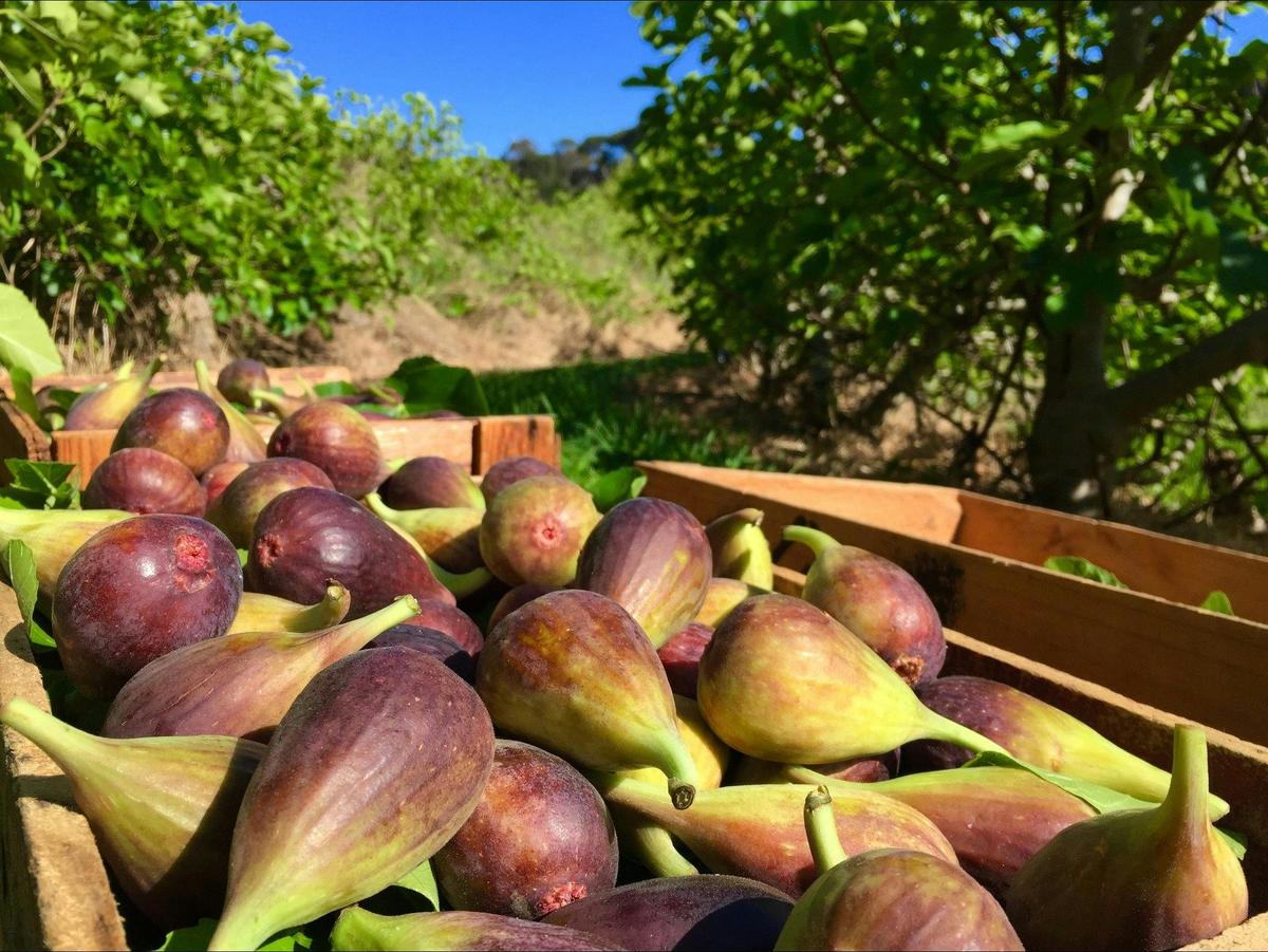 Figs