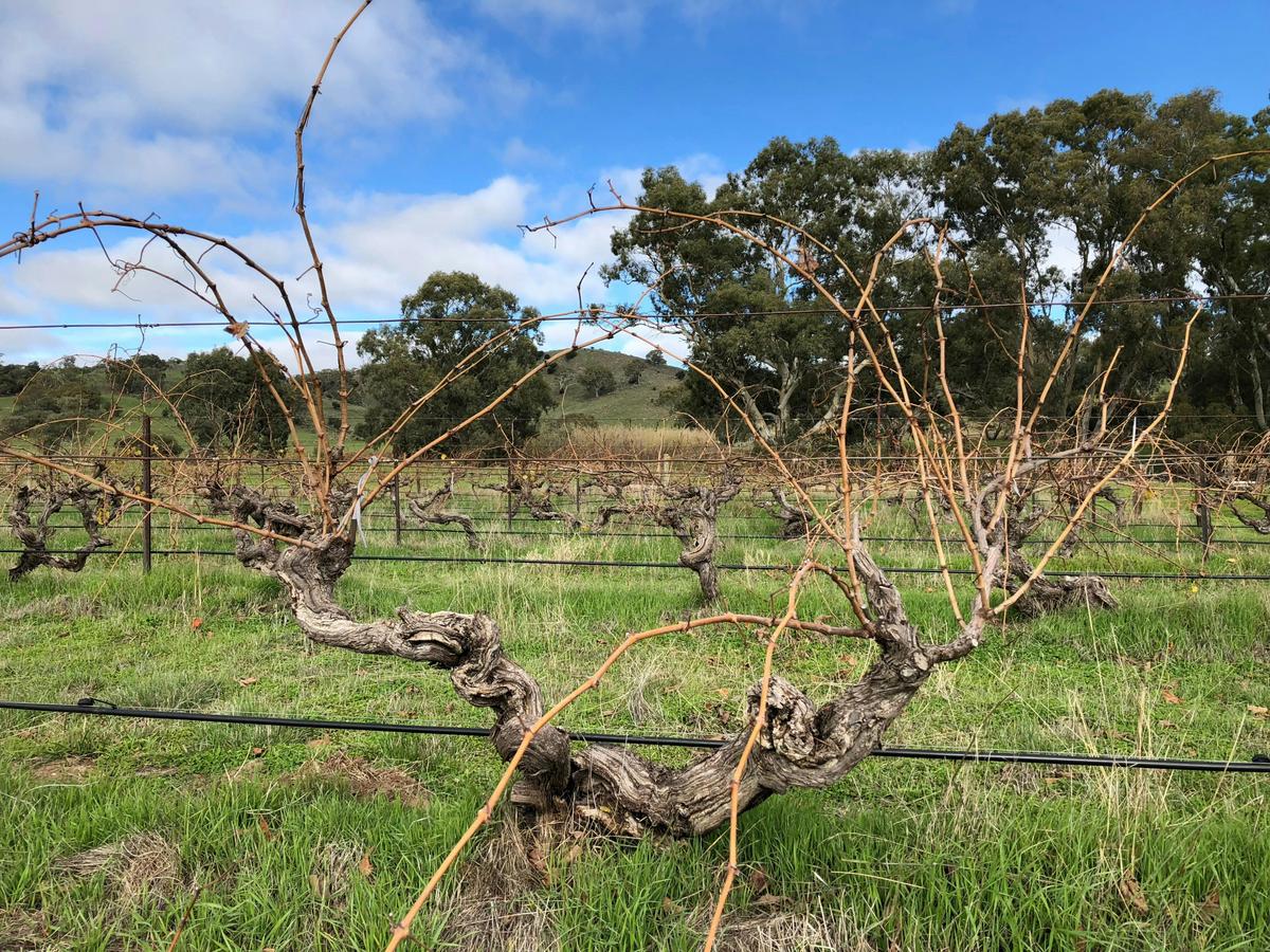 Magnolia 1896 Shiraz