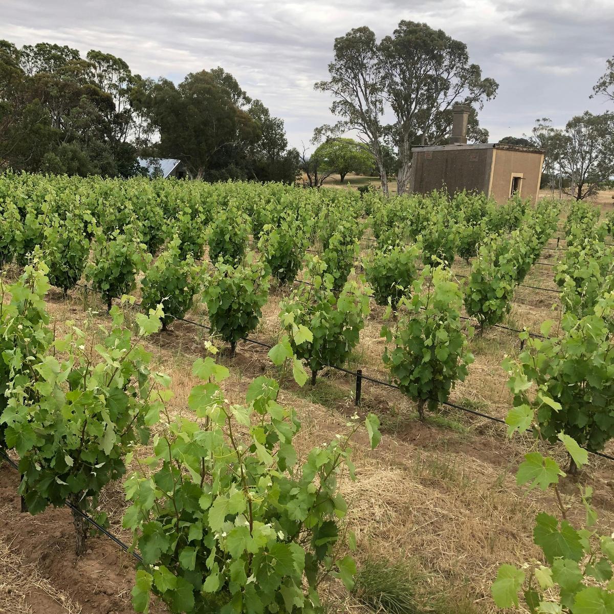 Krondorf bushvine Mataro