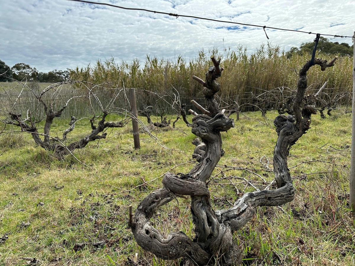 Magnolia 1941 Semillon, Vine Vale, Barossa Valley