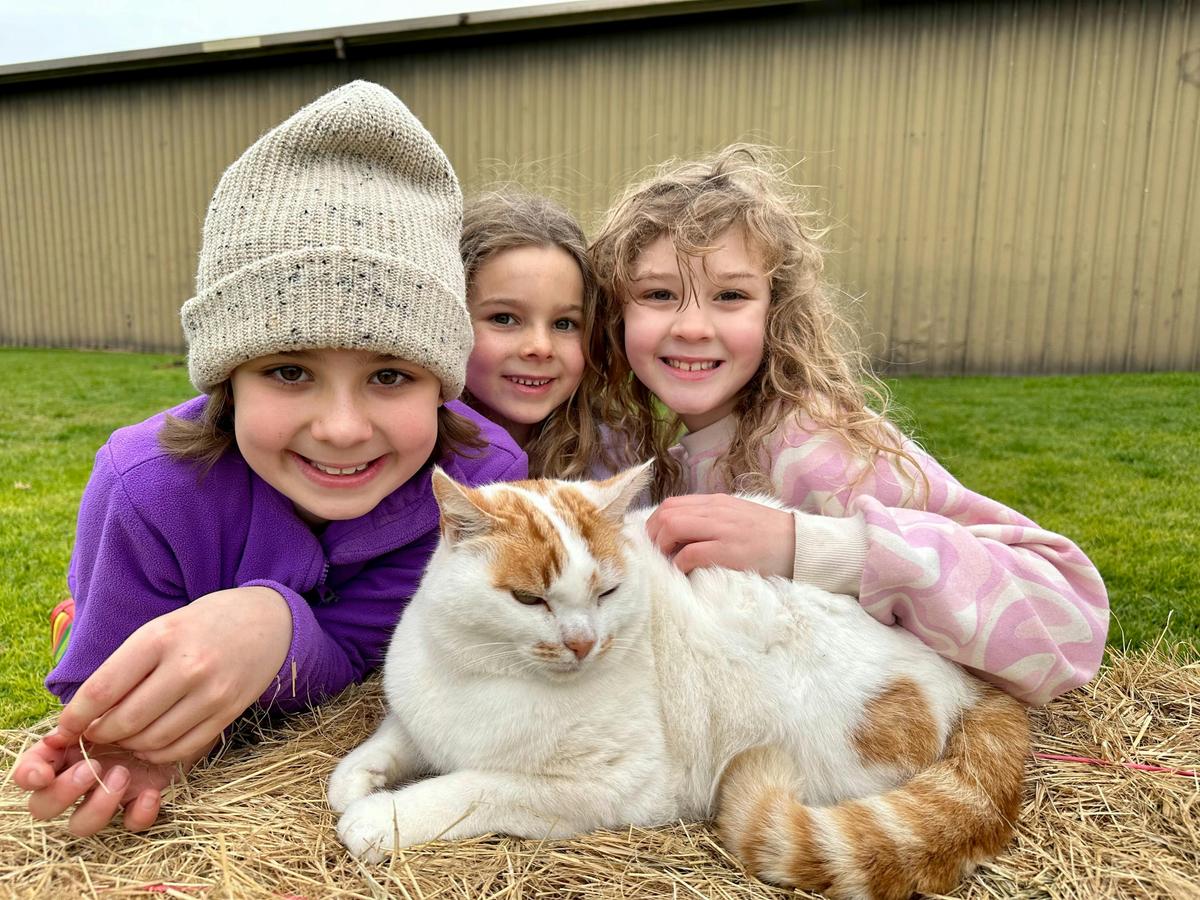 Farm animal feeding