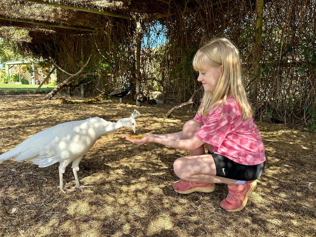 Farm animal feeding