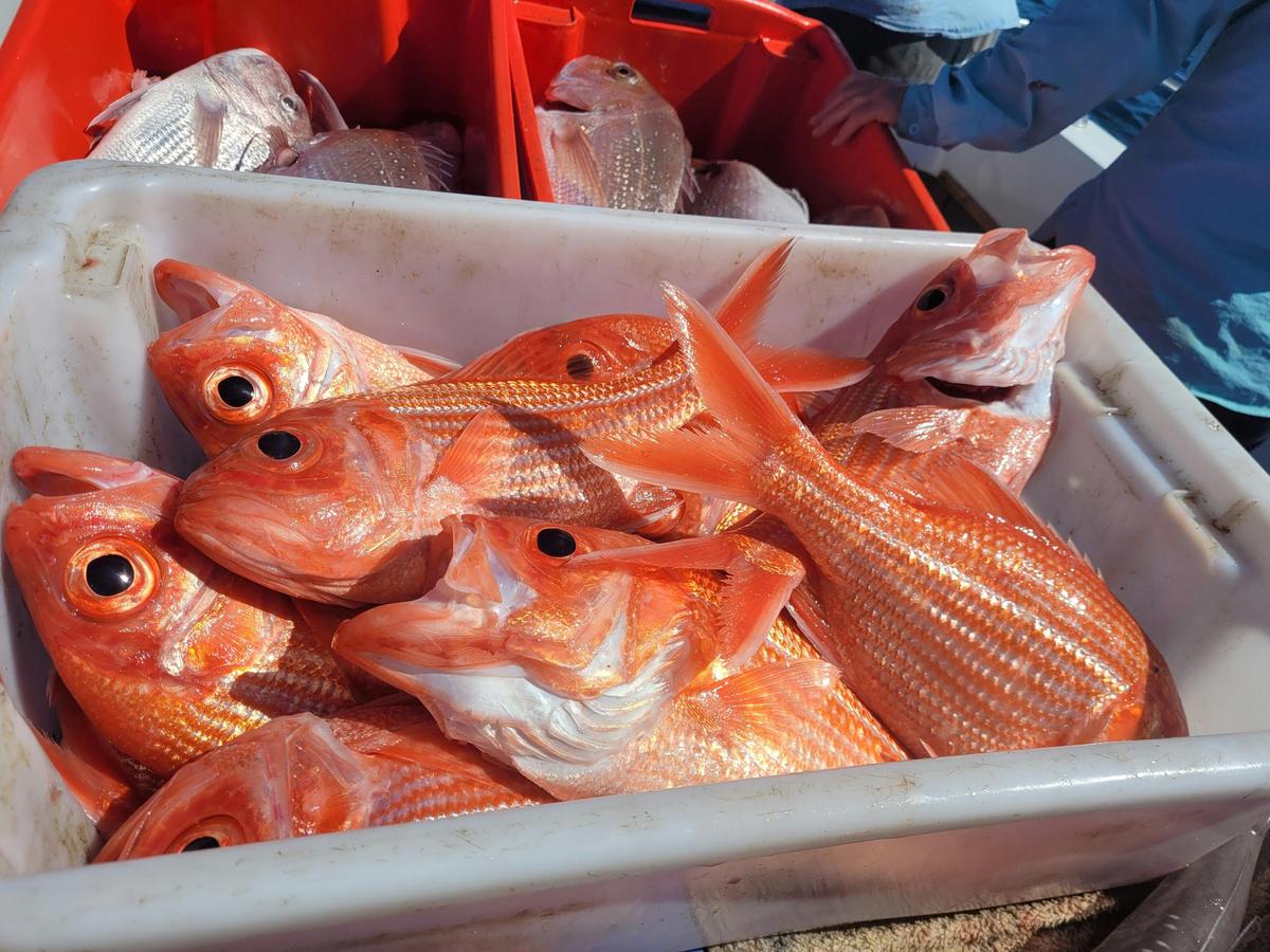 A Fishing Trip with Skip - South Australia Ladies only and mixed Tuna adventures.