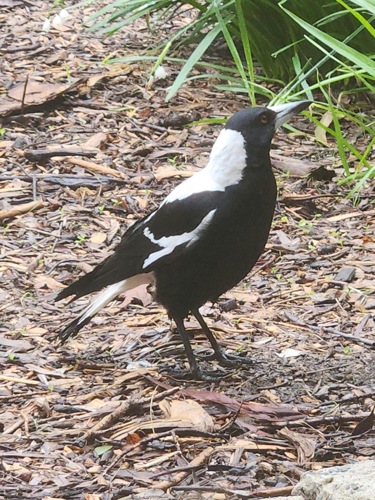 Resident magpie stops by, to sing and request a piece of cheese.