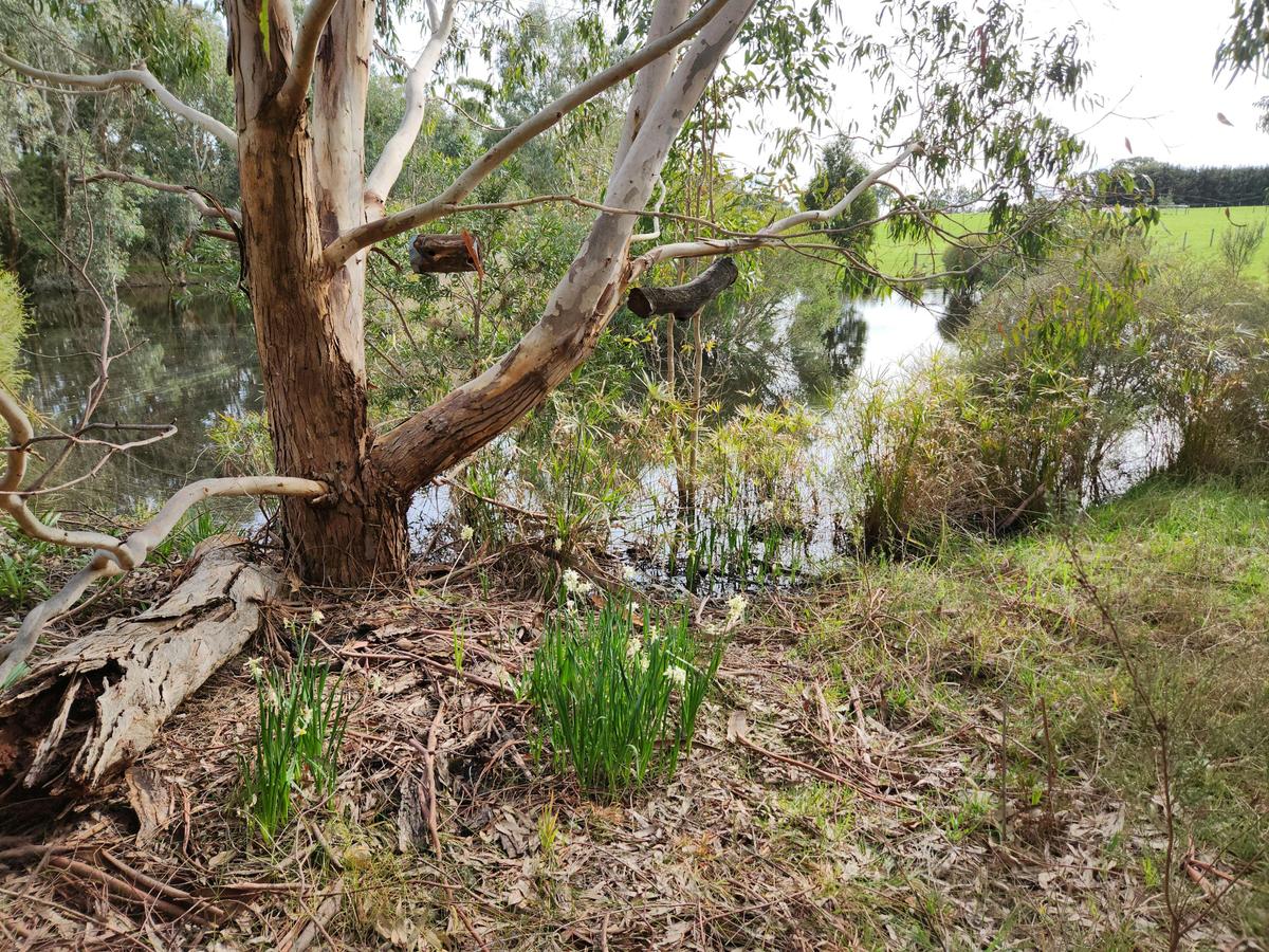Possum boxes surround the dam to encourage wildlife.