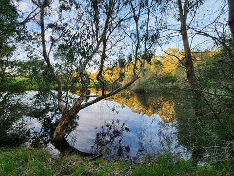 Forest Gate Winter Wetlands