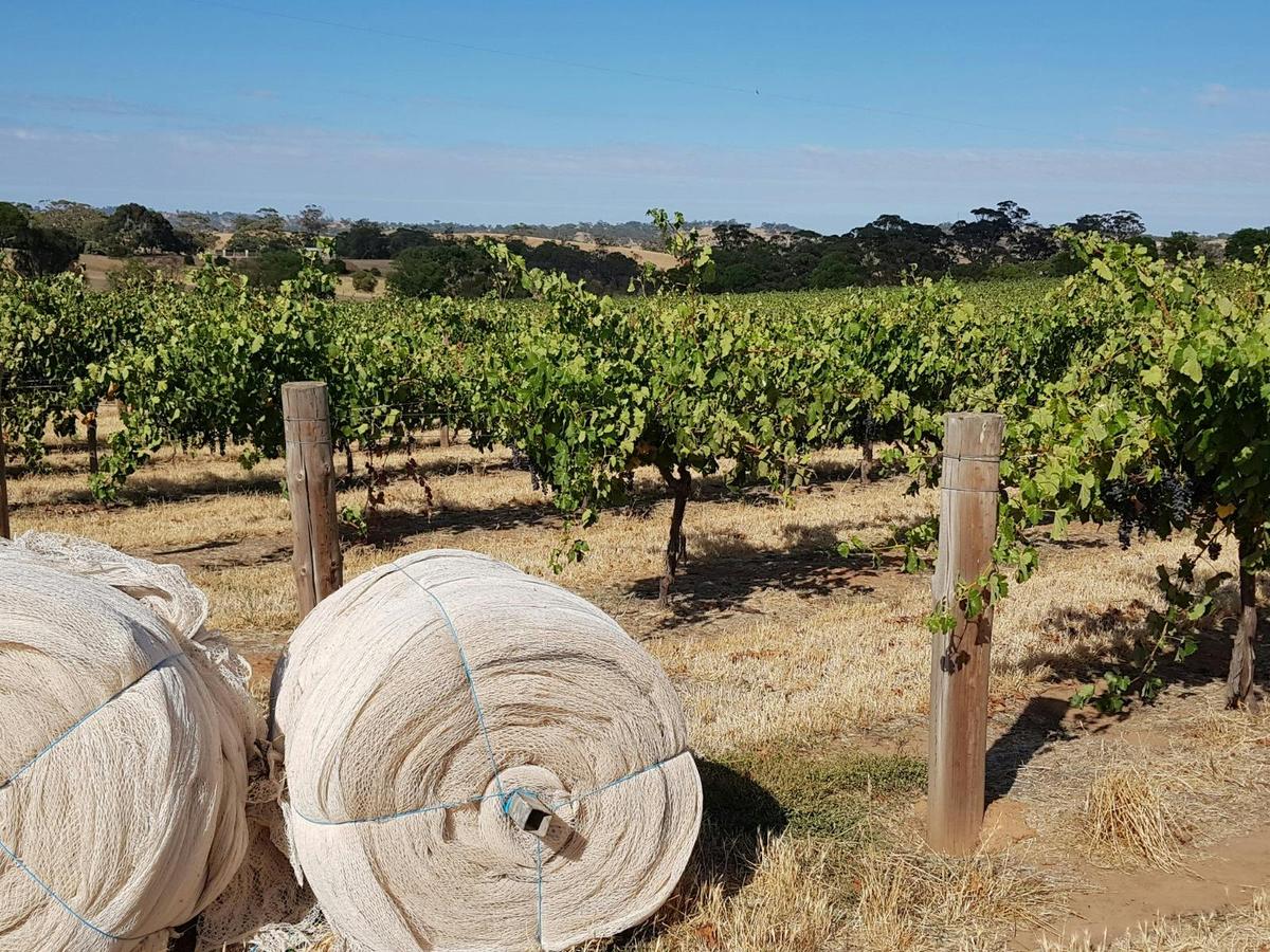 Garden & Field Wines - Bird Netting Application