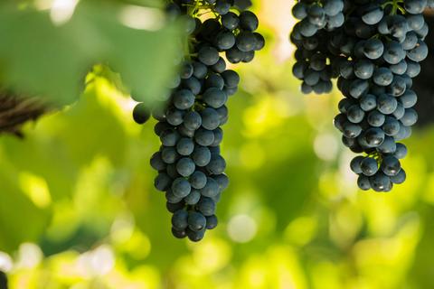 Garden and Field Wines