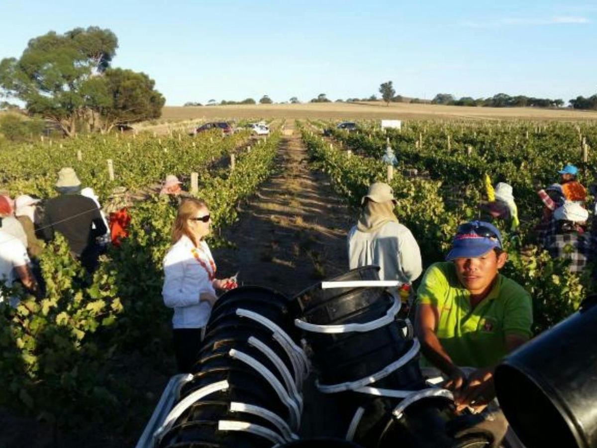 Garden & Field Wines - Grape Picking