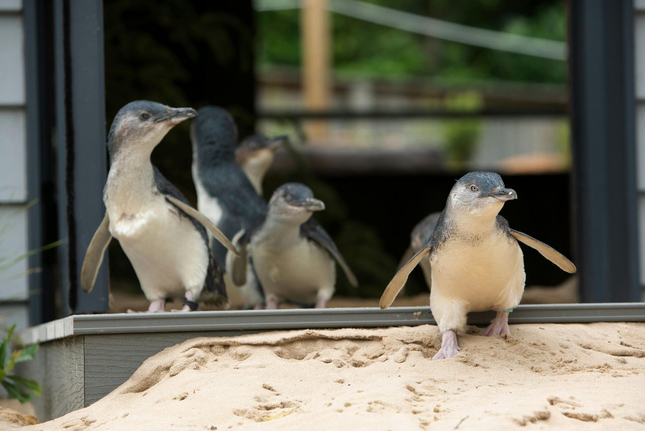 Little Penguins at Penguin Shores