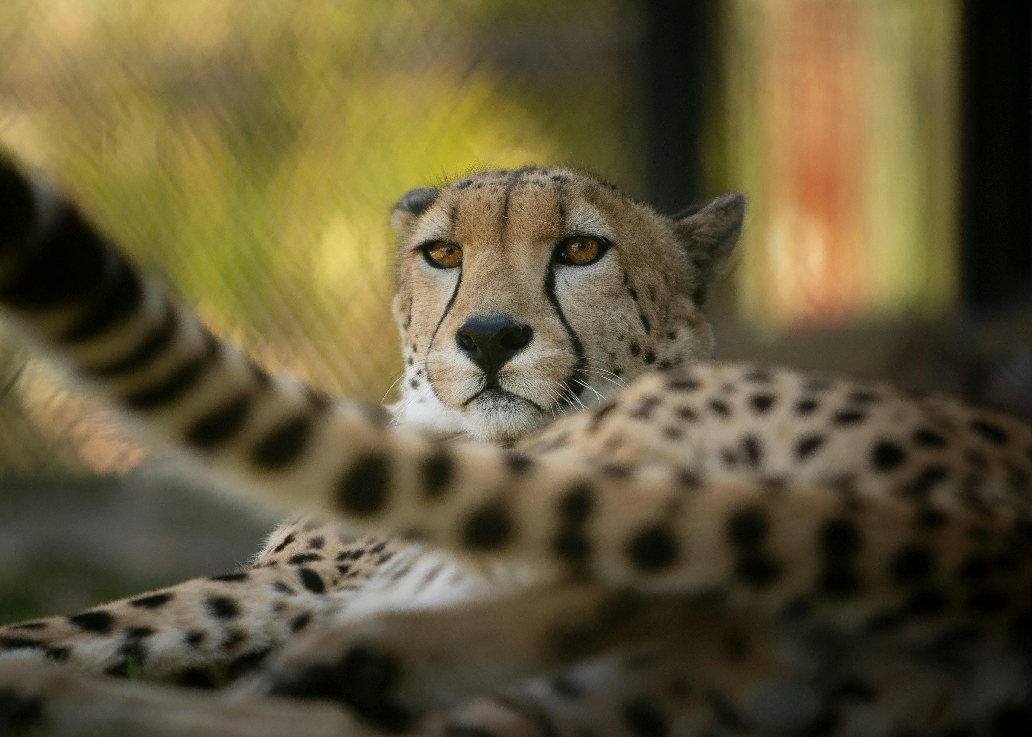 You can even spot a Cheetah Symbio