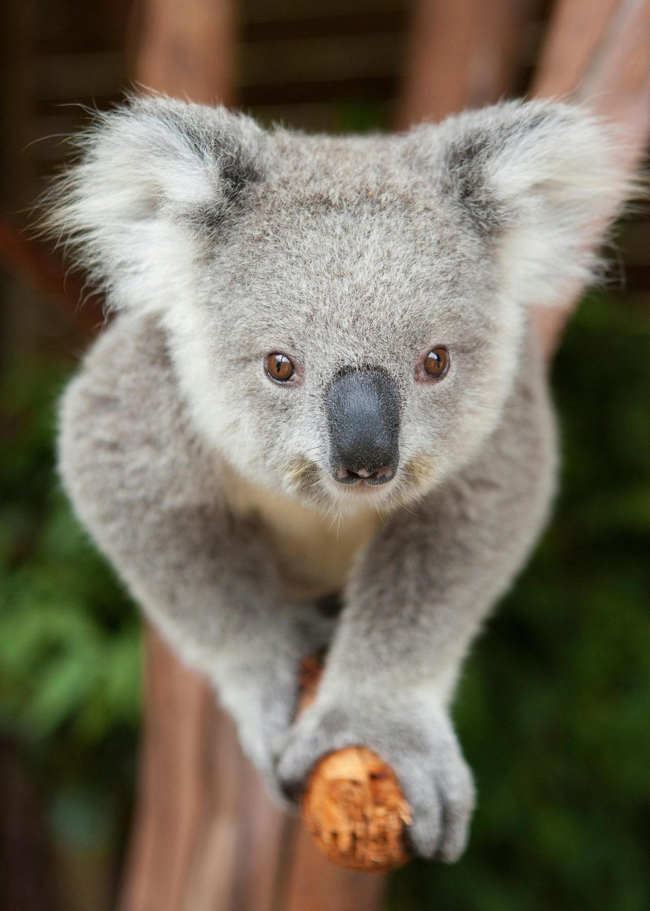 Imogen the Koala