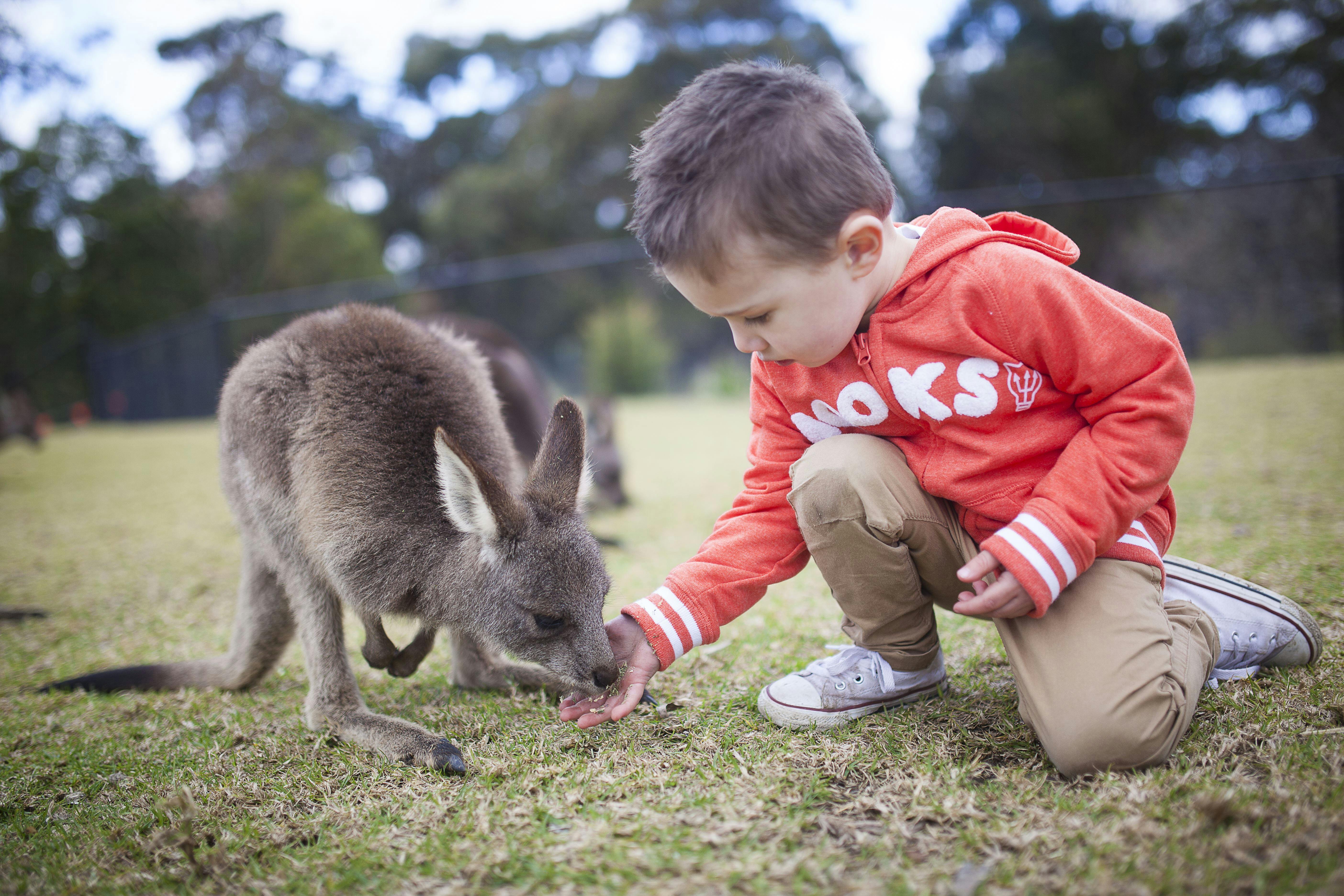 Hand feed and cuddle up to Kangaroos in our Kangaroo walk-though area.