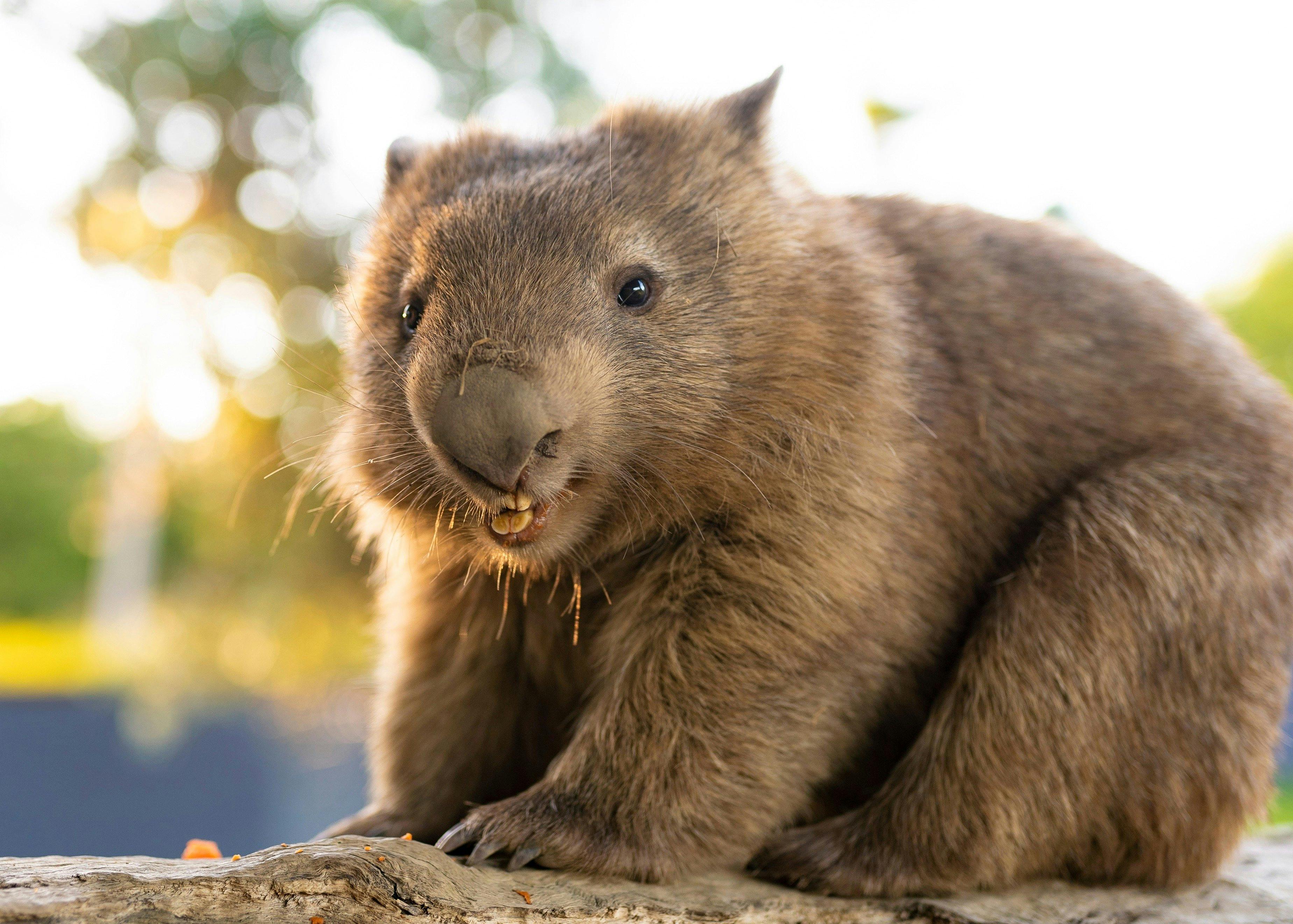 Millie the Wombat is all smiles